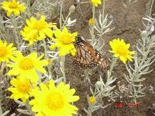 Mariposa monarca sobre margaritas de dunas (<i>Senecio crassiflorus</i>), Mar de Ajó.<br>Foto: Gastón